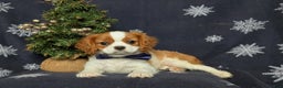 Cavalier King Charles Spaniel dogs for sale: Waylon - Ad 5