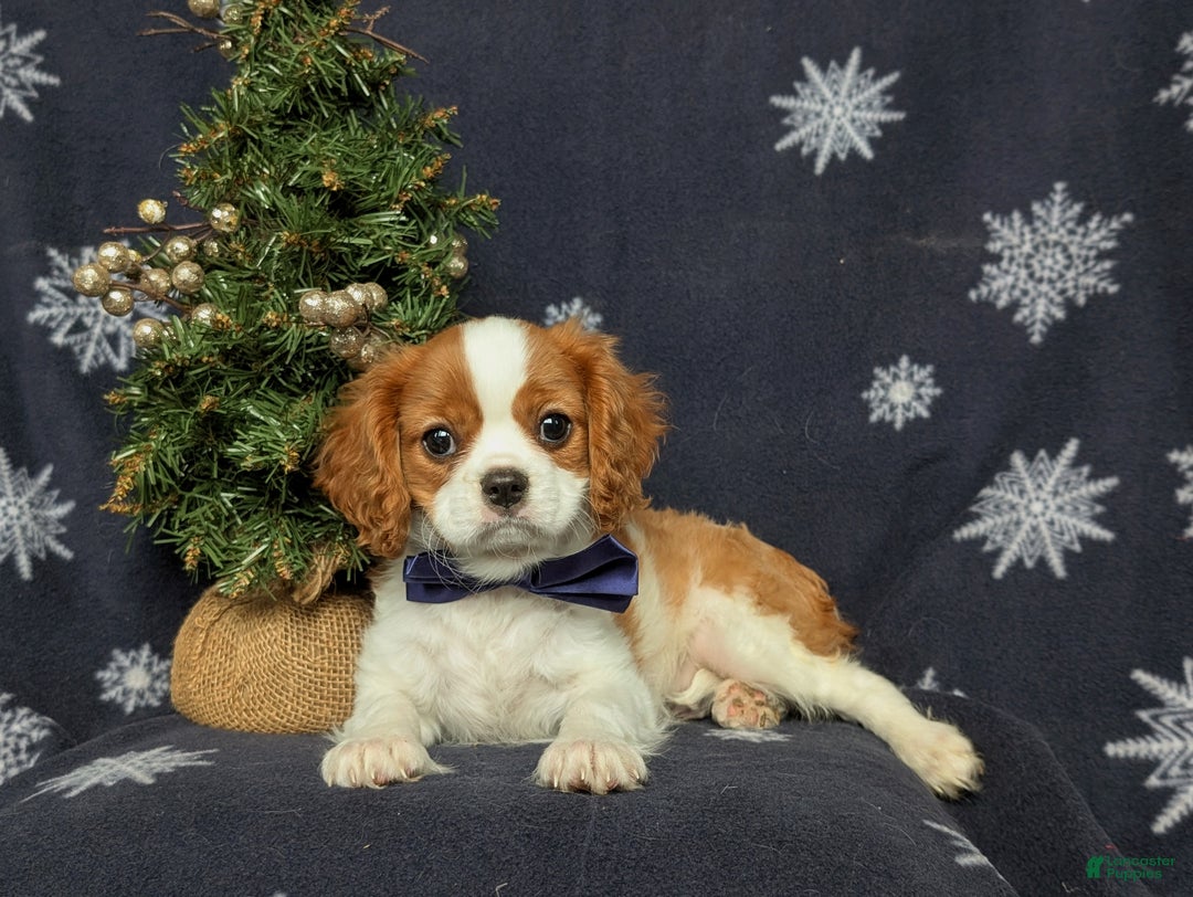 Cavalier King Charles Spaniel dogs for sale: Waylon - Ad 5
