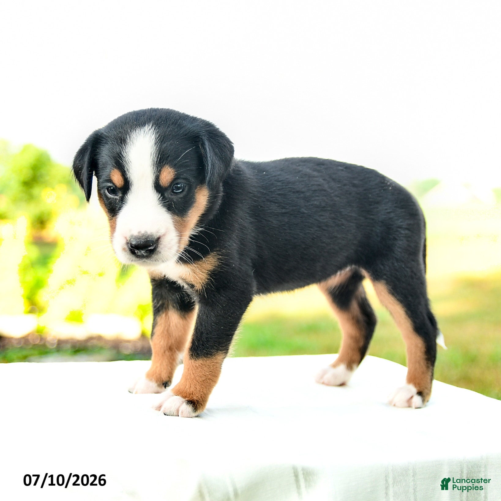Greater Swiss Mountain Dog dogs Margrit - Ad 2