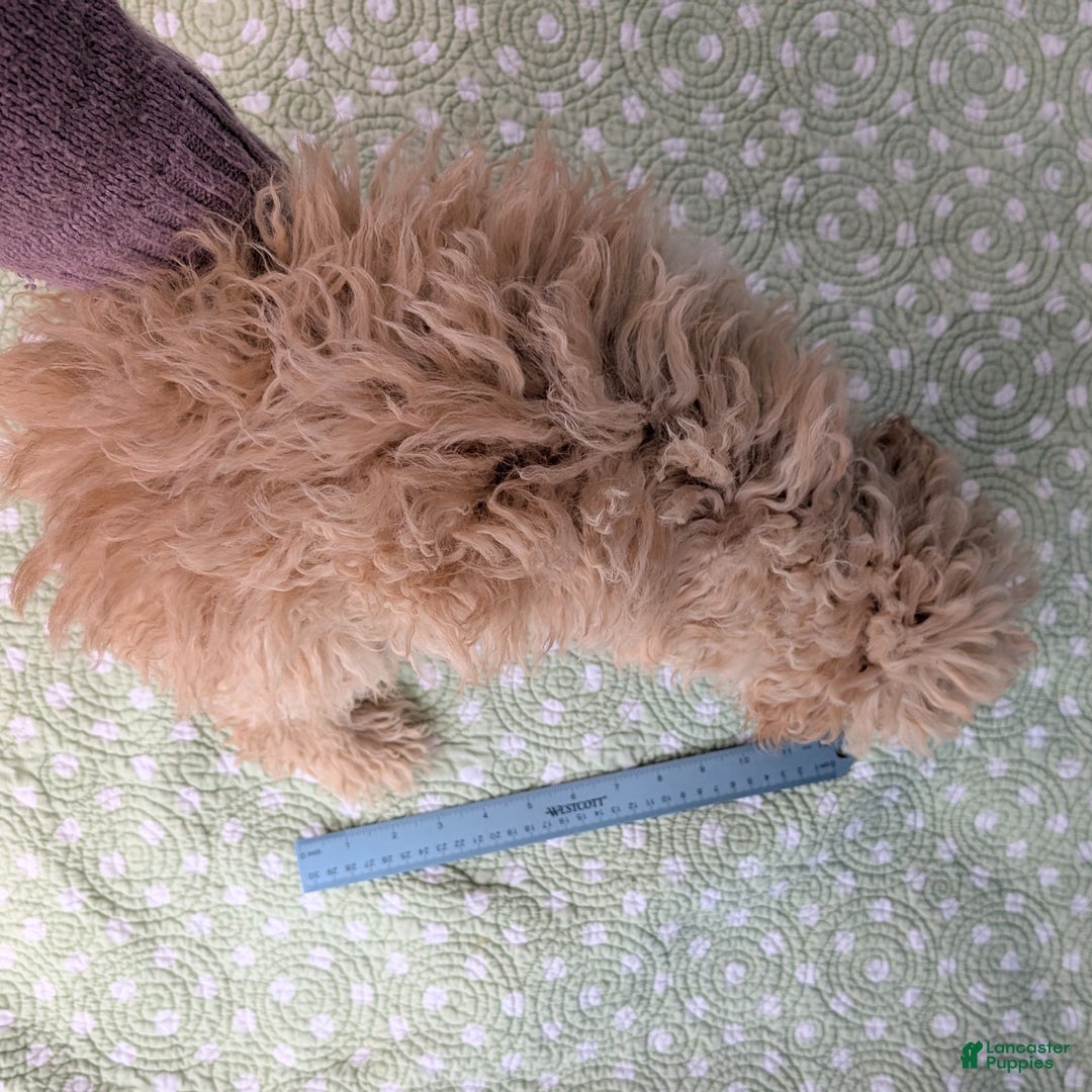 Toy Poodle dogs for sale: Fusilli - Ad 9