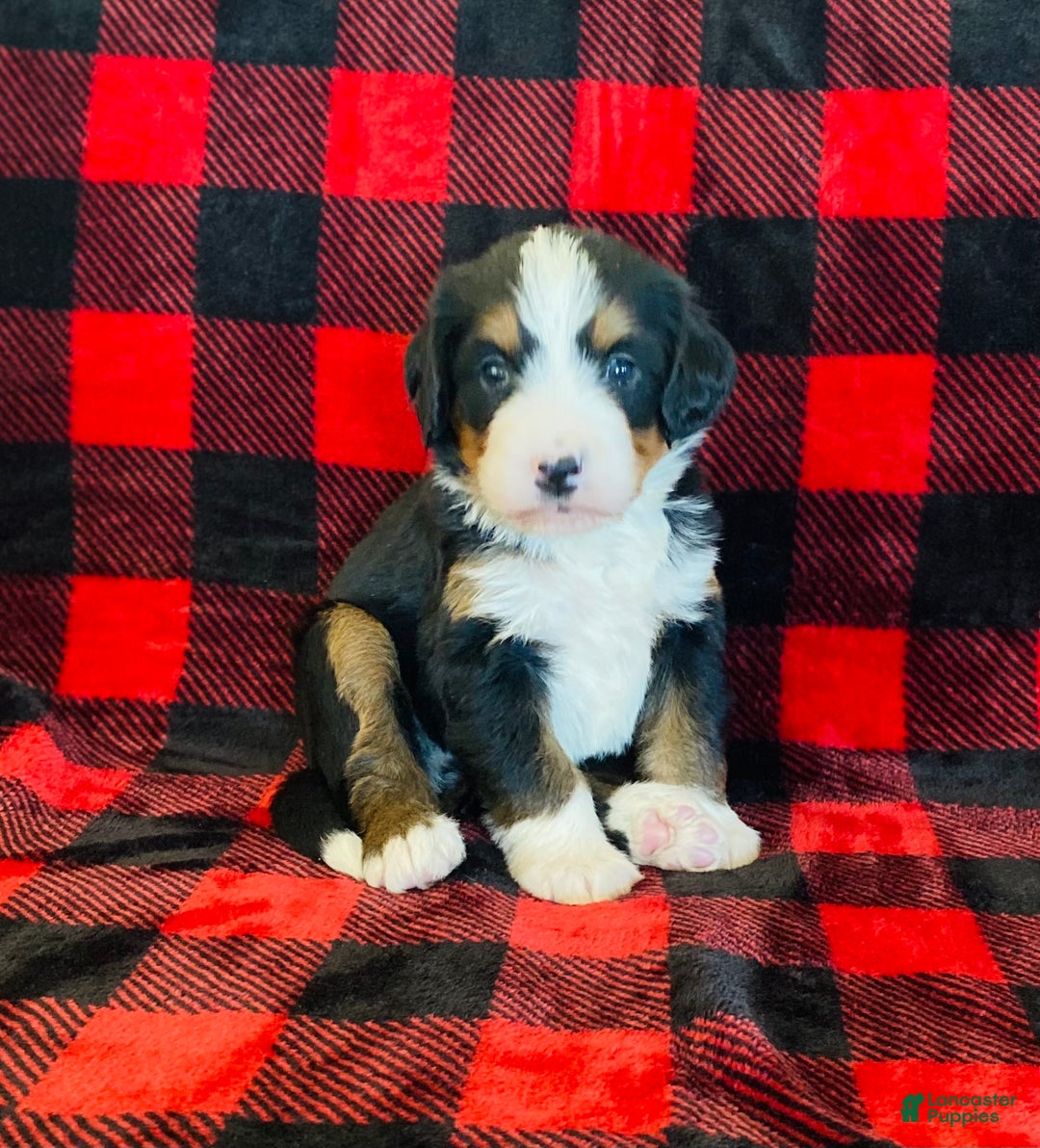 Bernedoodle dogs for sale: Princess - Ad 4