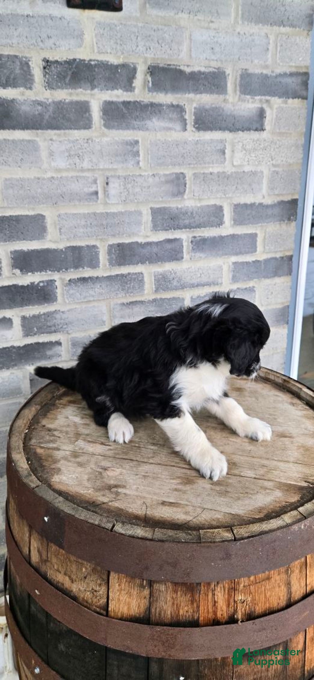 Mini Aussiedoodle dogs for sale: Finn – Male - Ad 8