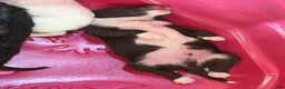 Portuguese Water Dog dogs for sale: Mr. P (Poppers Penguin) - Ad 6