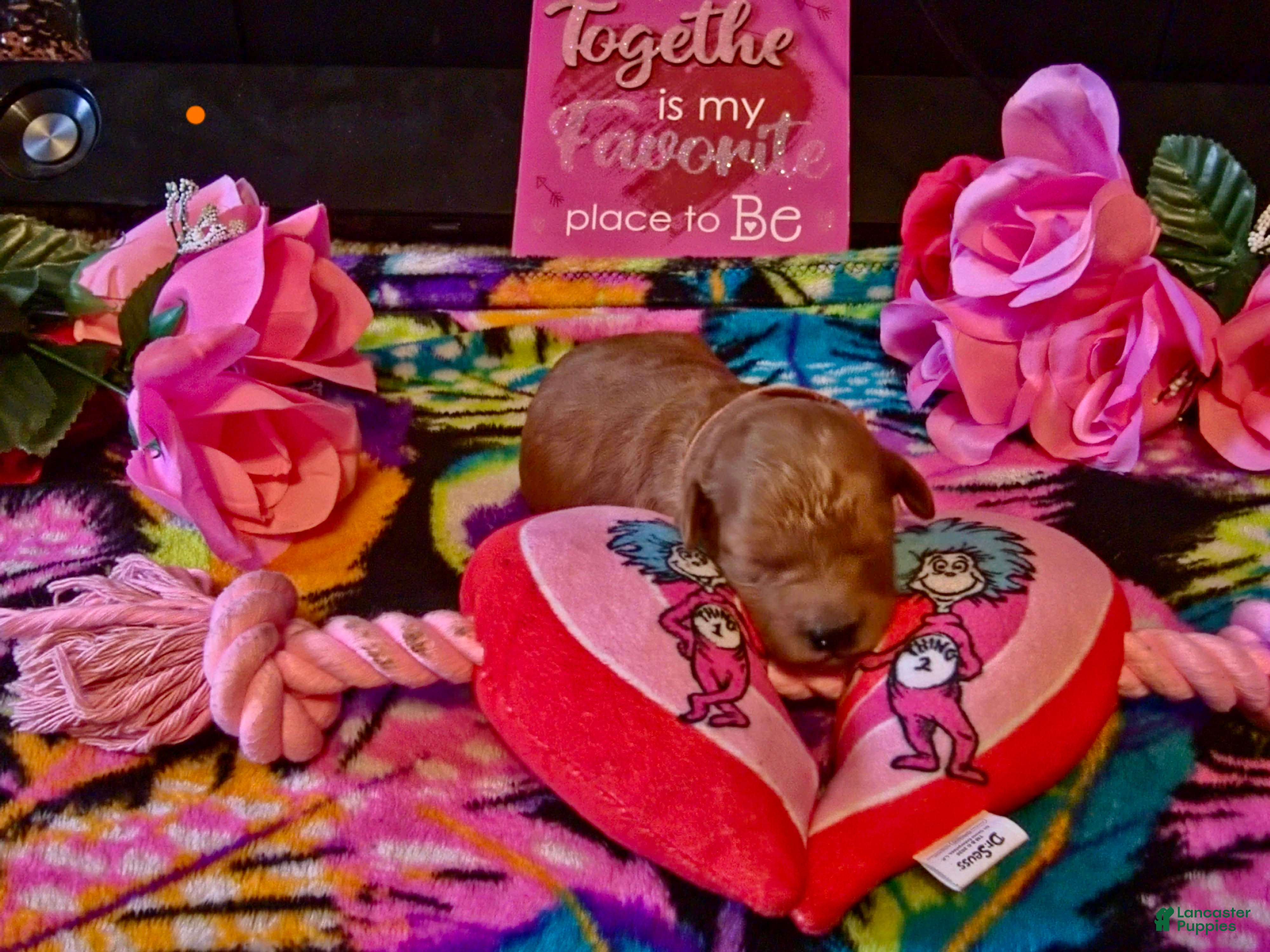 Mini Goldendoodle dogs lily - Ad 1