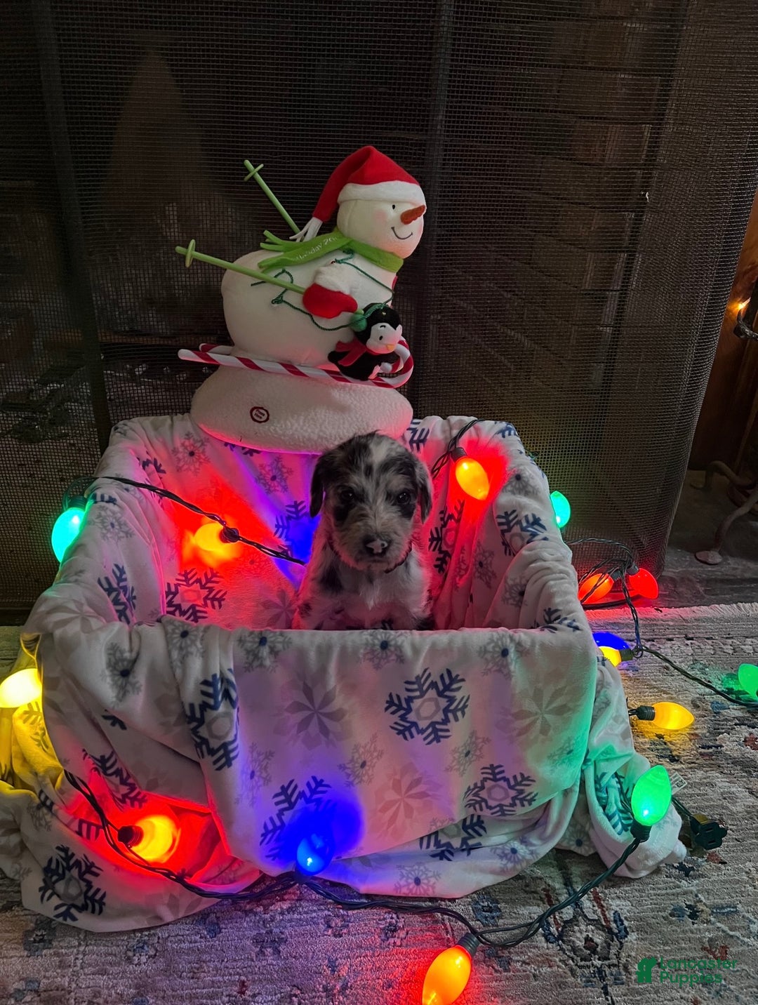 Mixed Breed dogs for sale: Harlequin Boy #2 - Ad 1