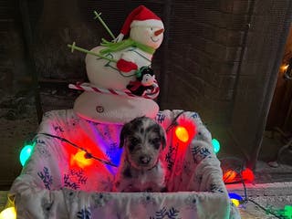 Mixed Breed dogs Harlequin Boy #2 - Ad 29