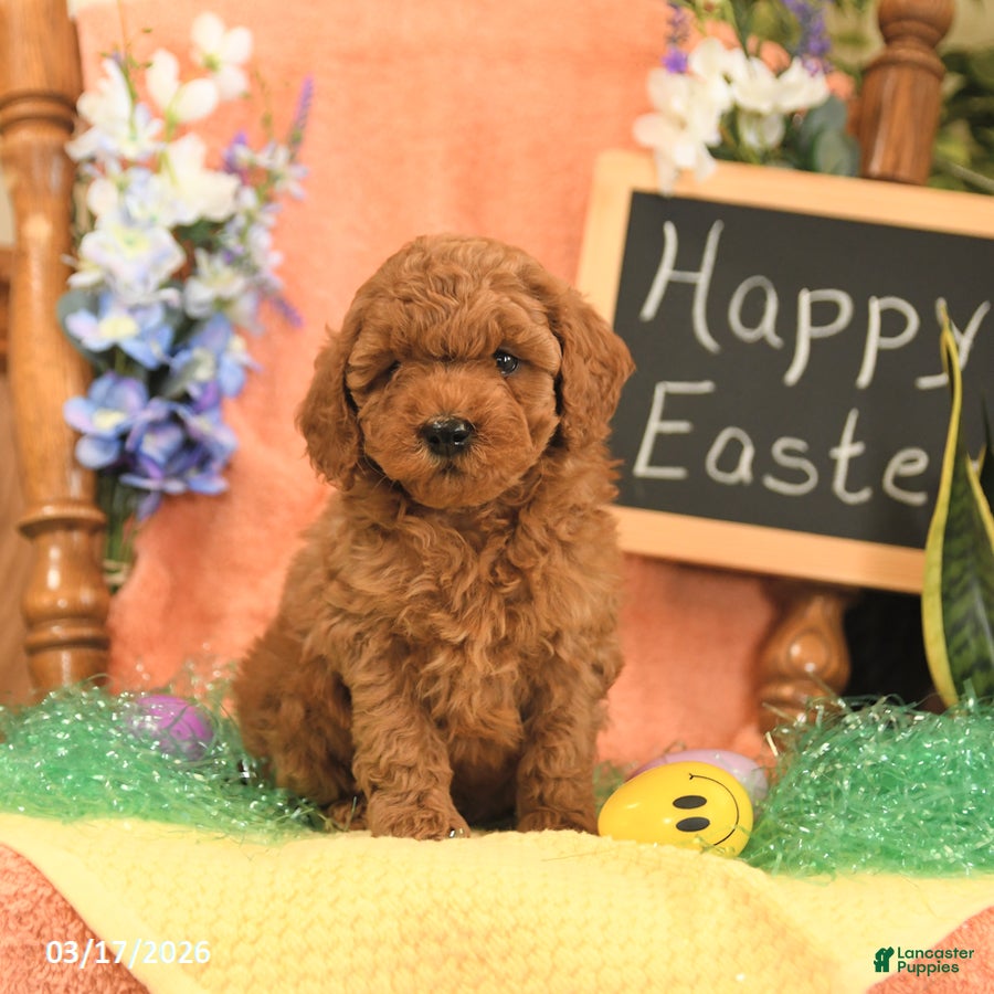 Mini Goldendoodle dogs Sugar - Ad 1