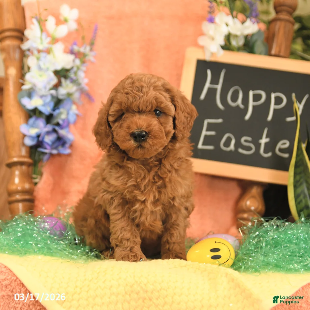 Mini Goldendoodle dogs for sale: Sugar - Ad 1