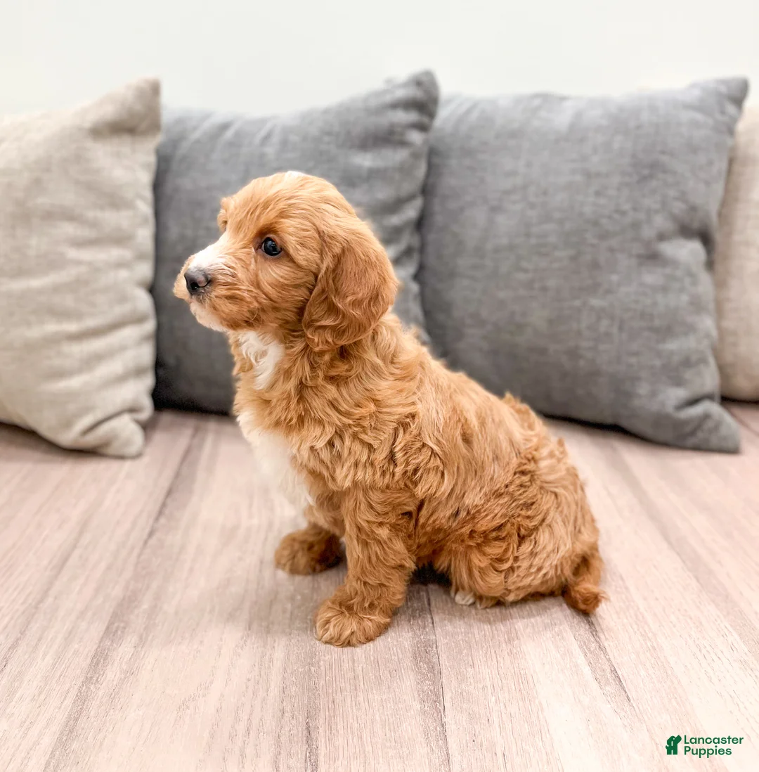 Labradoodle dogs for sale: Janey - Ad 4