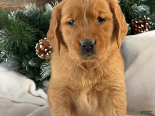 Golden Retriever dogs Archie - Ad 22