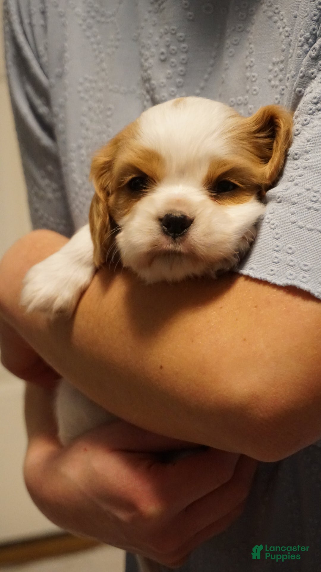 Cavalier King Charles Spaniel dogs for sale: Maddy - Ad 3