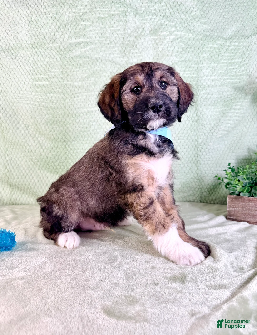 Bernedoodle dogs for sale: Linus - Ad 5