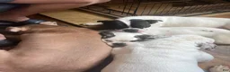 American Bully dogs for sale: American Bully Puppy 2 - Ad 3