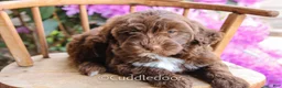 Mixed Breed dogs for sale: Earth - Ad 1