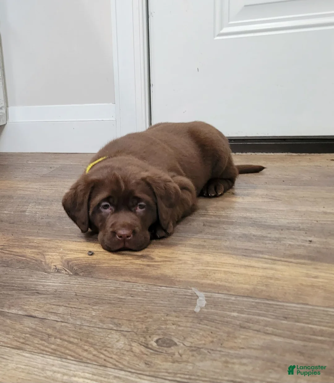 Gallery Image {{count}}