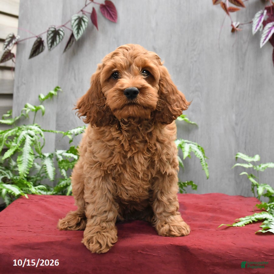 Cockapoo dogs Jep - Ad 1