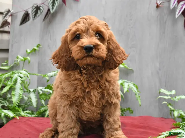Cockapoo dogs for sale: Jep - Ad 1