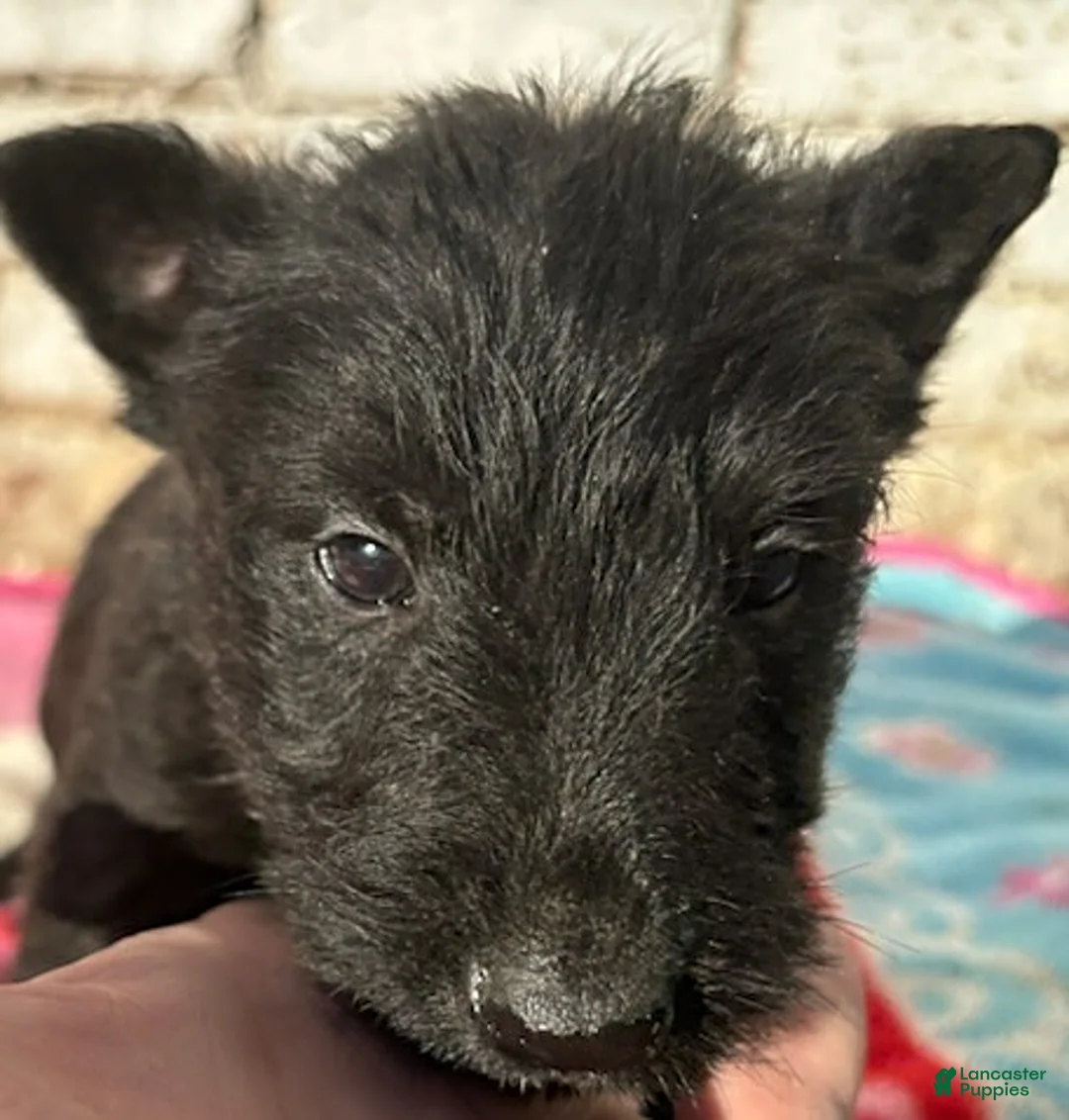 Gallery Image {{count}}