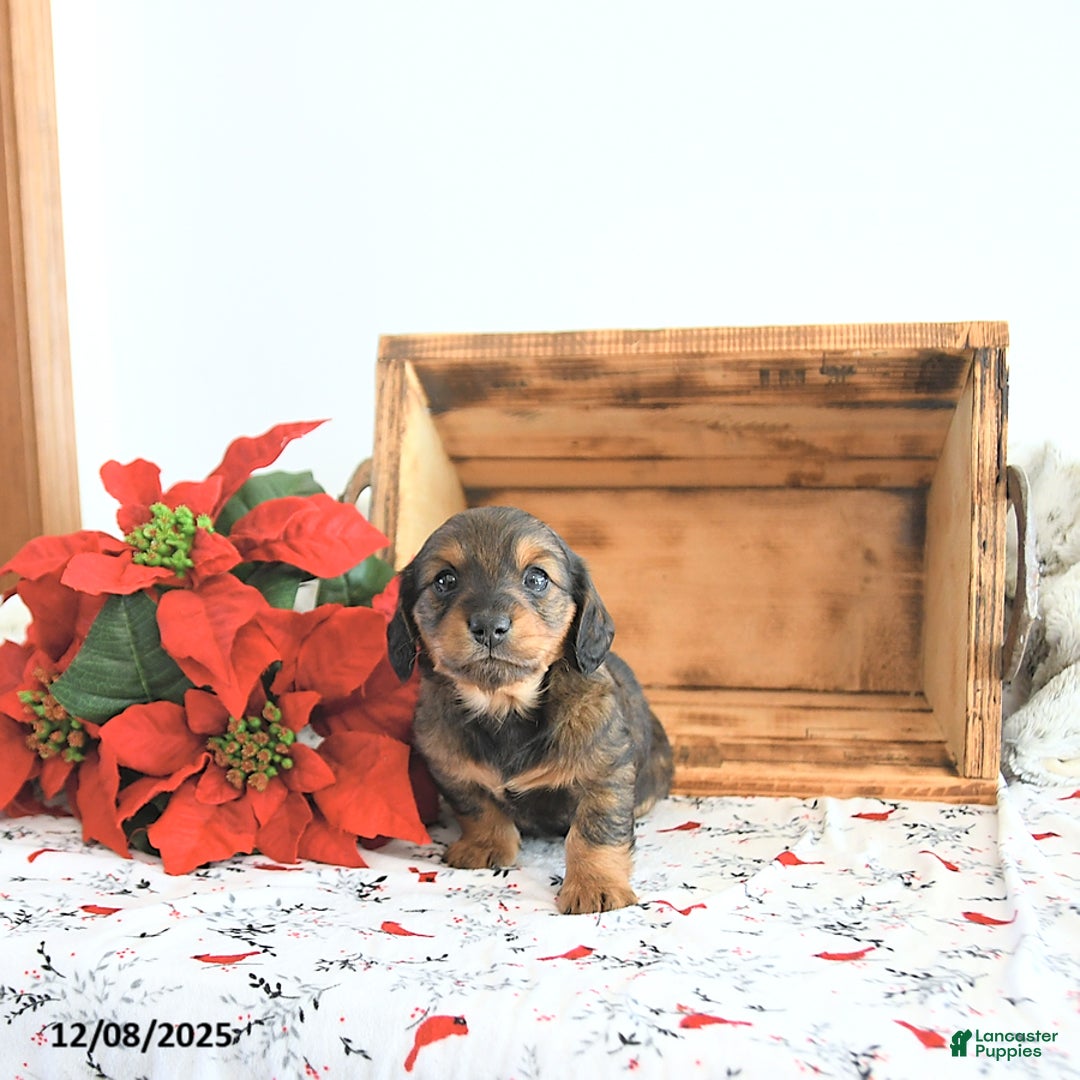 Miniature Dachshund dogs for sale: Carson - Ad 4