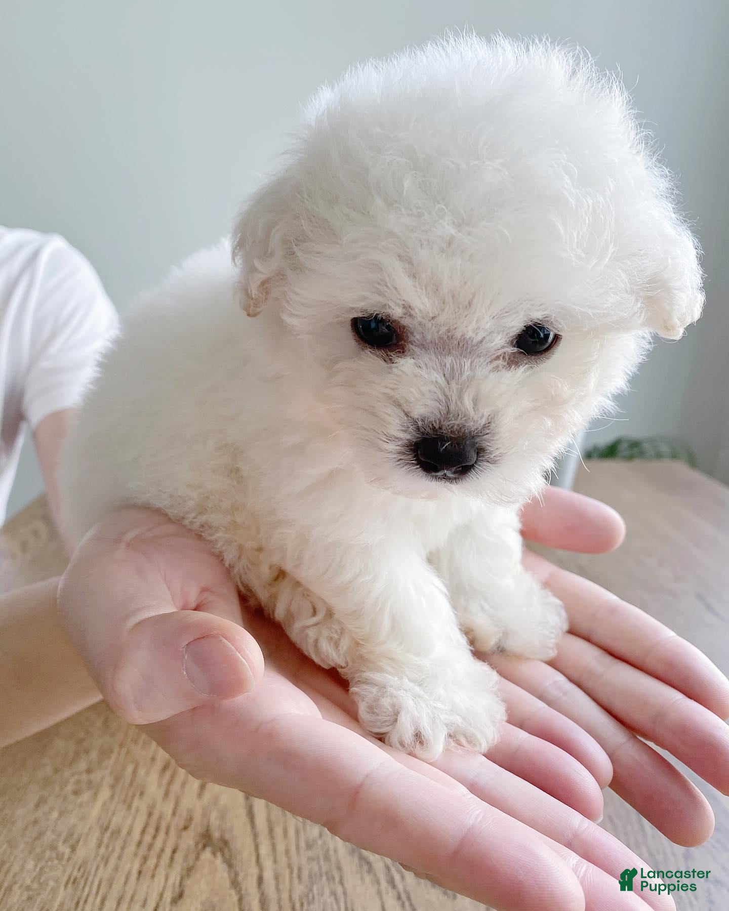 Bichon Frise dogs for sale: Meggie (Female) - 9 Weeks Old - Ad 3