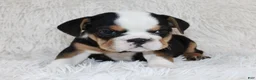 English Bulldog dogs for sale: Mabel - Ad 5