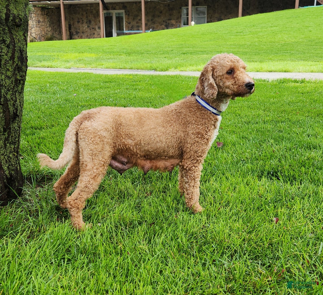 Mini Goldendoodle dogs for sale: Jersey - Ad 11