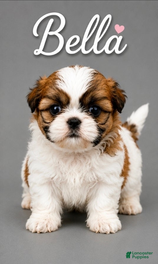 Shih Tzu dogs Bella - Ad 30