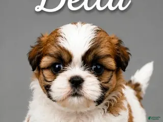 Shih Tzu dogs Bella - Ad 30