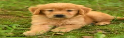 Golden Retriever dogs for sale: Dalton - Ad 3