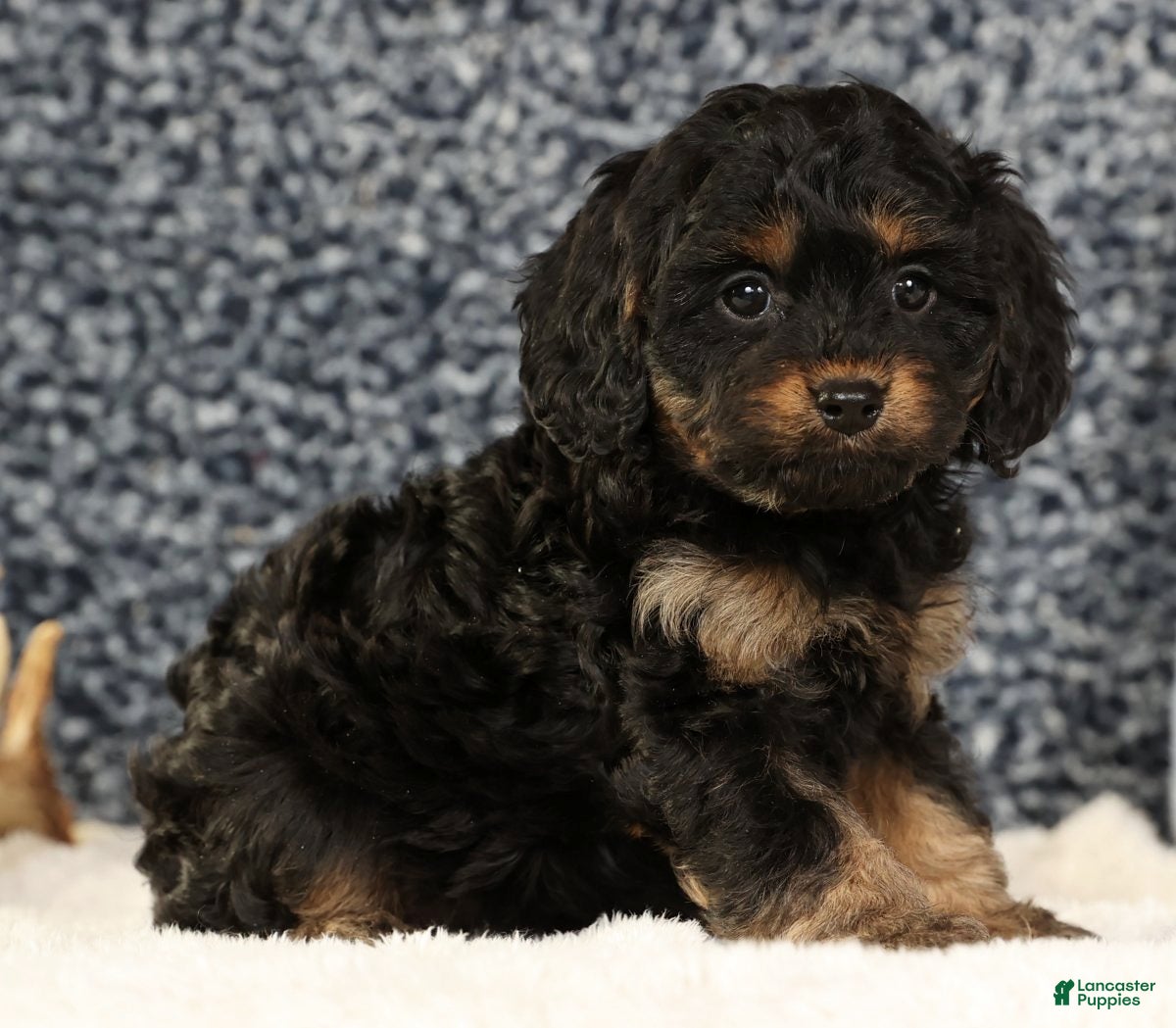 Cavapoo dogs Brandy - Ad 2