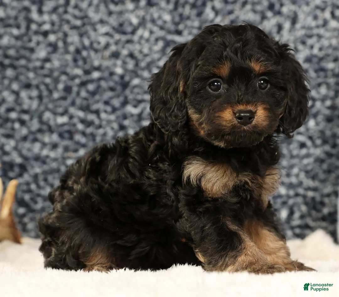 Cavapoo dogs for sale: Brandy - Ad 2