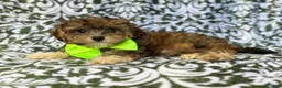 Yorkiepoo dogs for sale: Buster - Ad 1