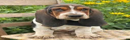 Basset Hound dogs for sale: Walter - Ad 18