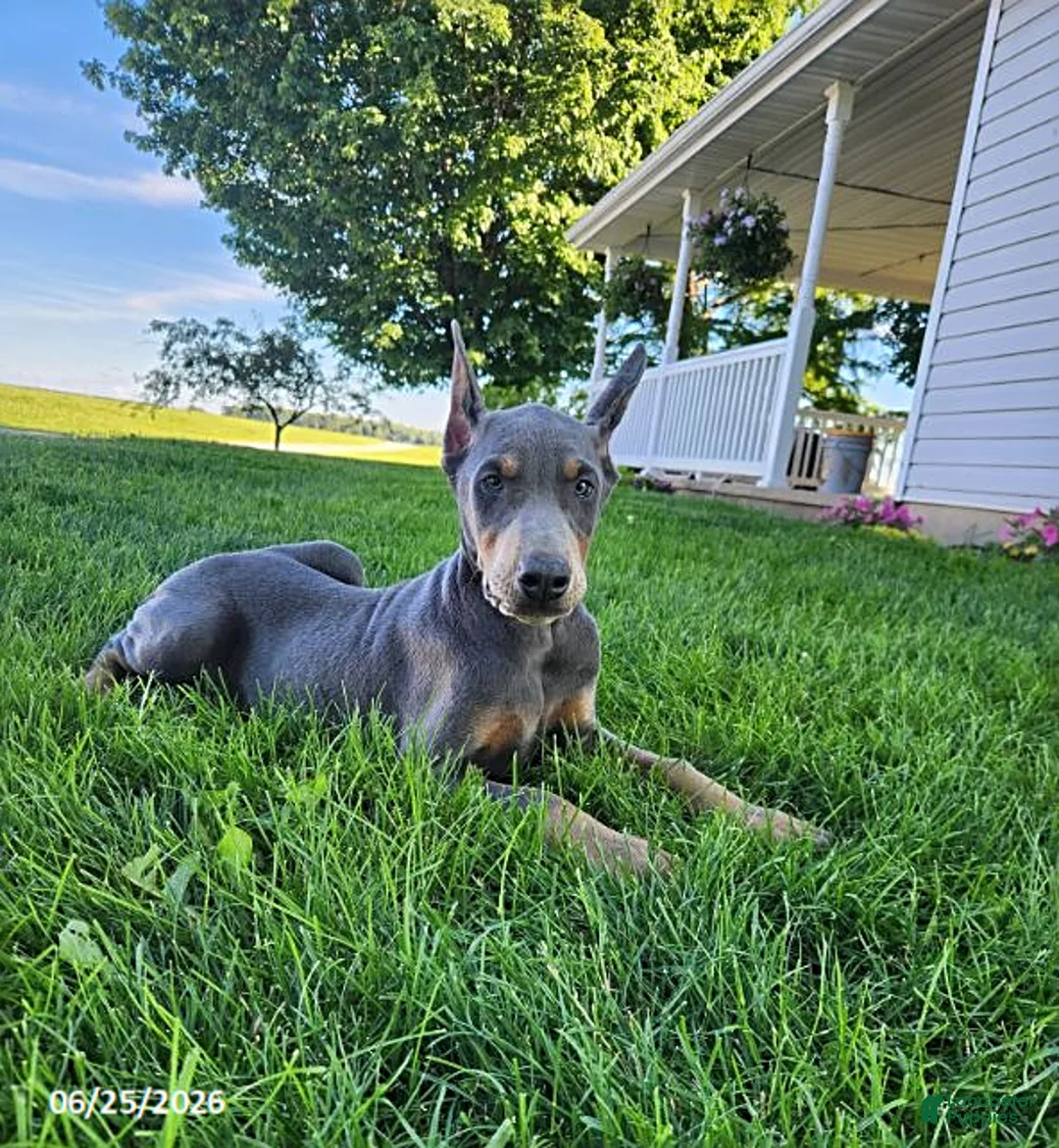 Doberman Pinscher dogs for sale: Gracie - Ad 1
