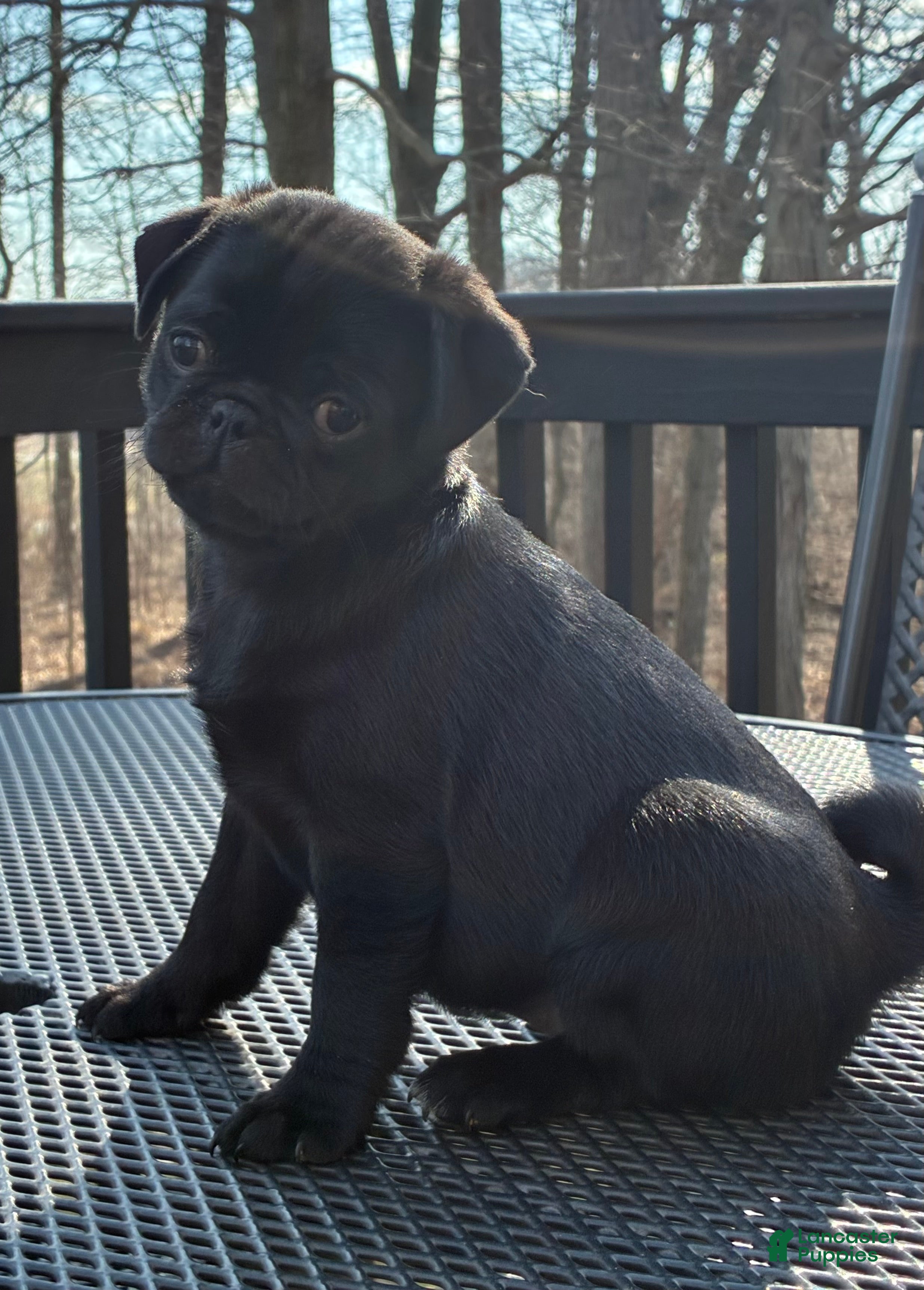 Pug dogs  Addie - Ad 1