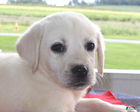 Labrador Retriever dogs Dallas - Champ lines - Ad 1