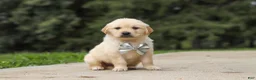 Golden Retriever dogs for sale: Baxter - Ad 3