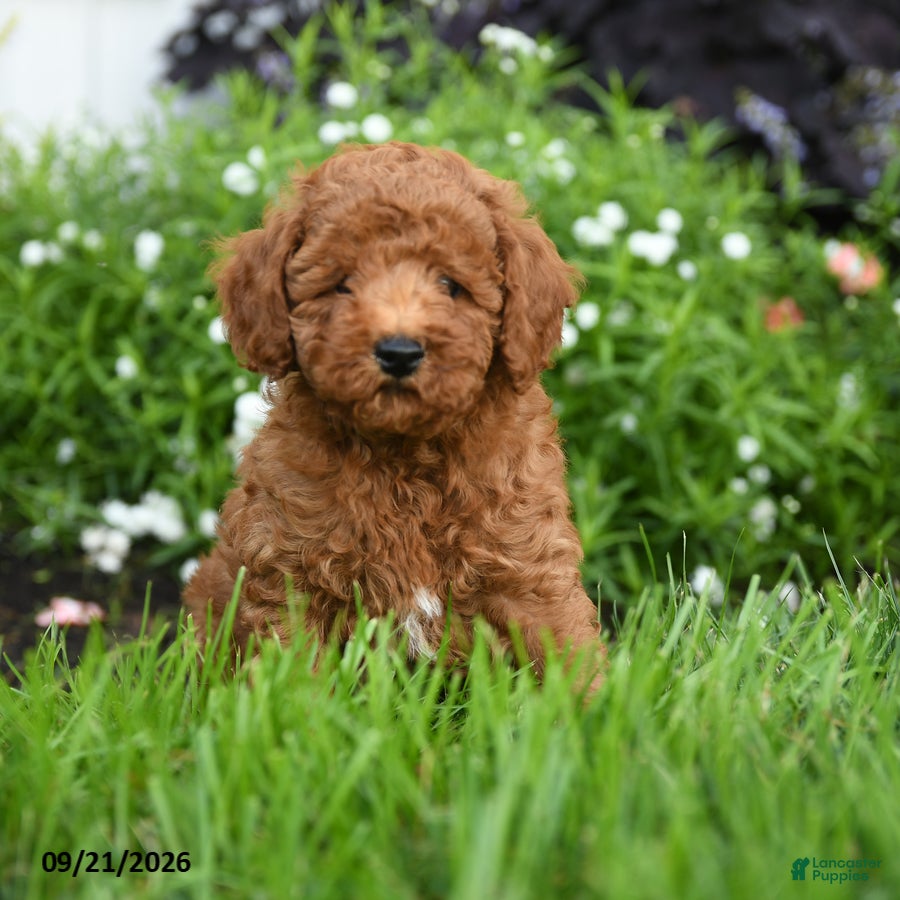 Toy Poodle dogs Crunchy - Ad 1