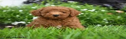 Toy Poodle dogs for sale: Crunchy - Ad 1