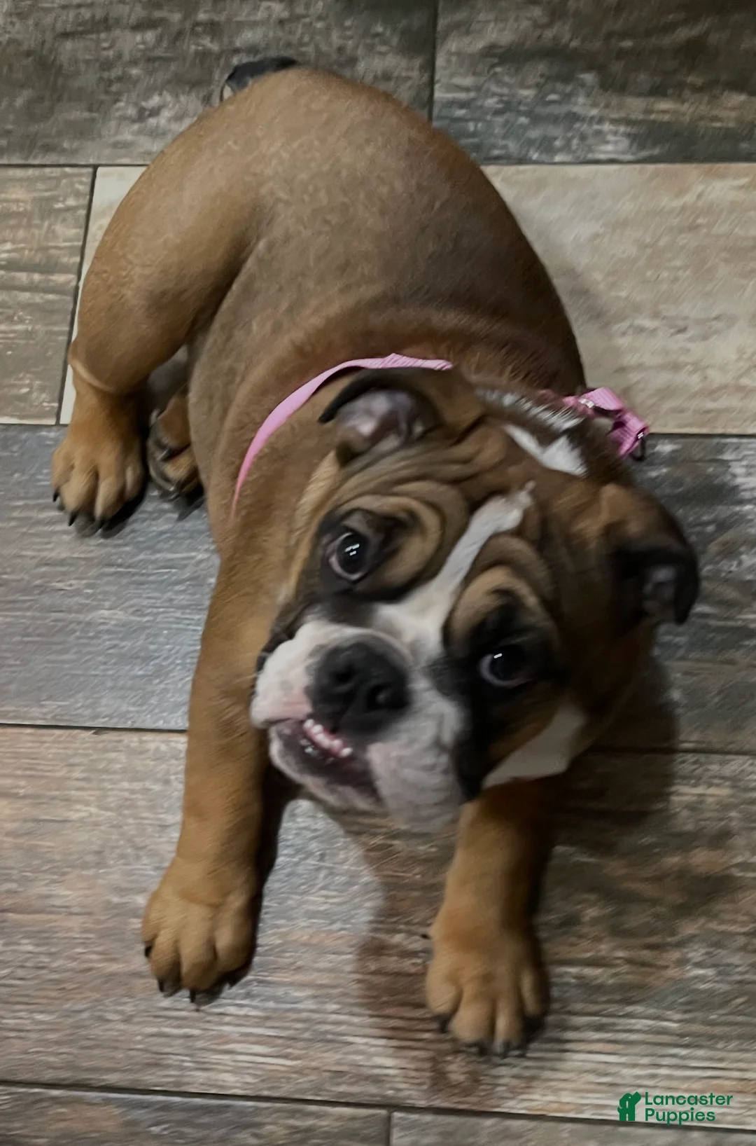 English Bulldog dogs for sale: English Bulldog Puppy 1 - Ad 14
