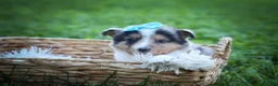 Mixed Breed dogs for sale: Graham🐶 - Ad 12