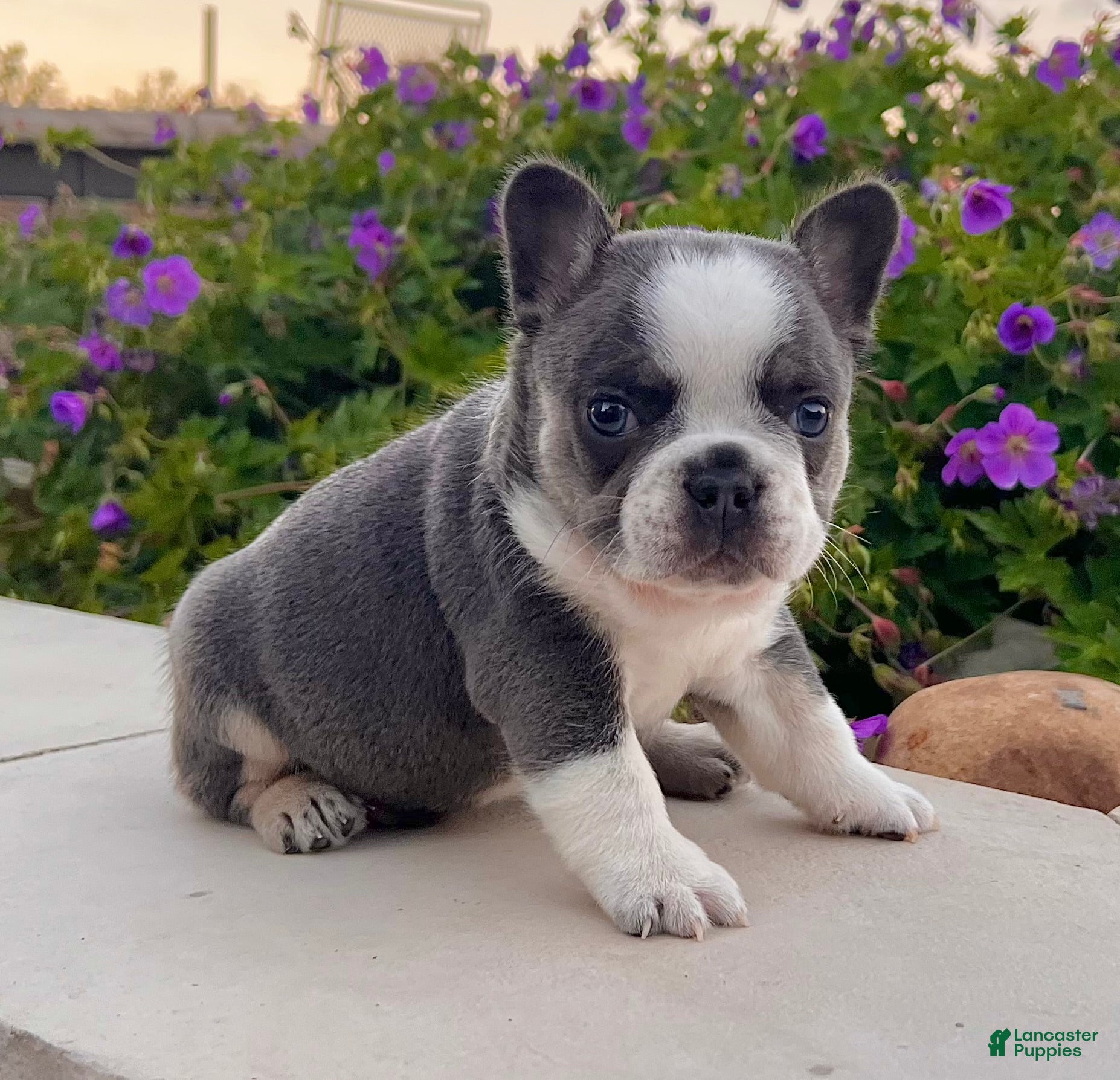 French Bulldog dogs Dozer - Ad 1