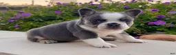 French Bulldog dogs for sale: Dozer - Ad 1