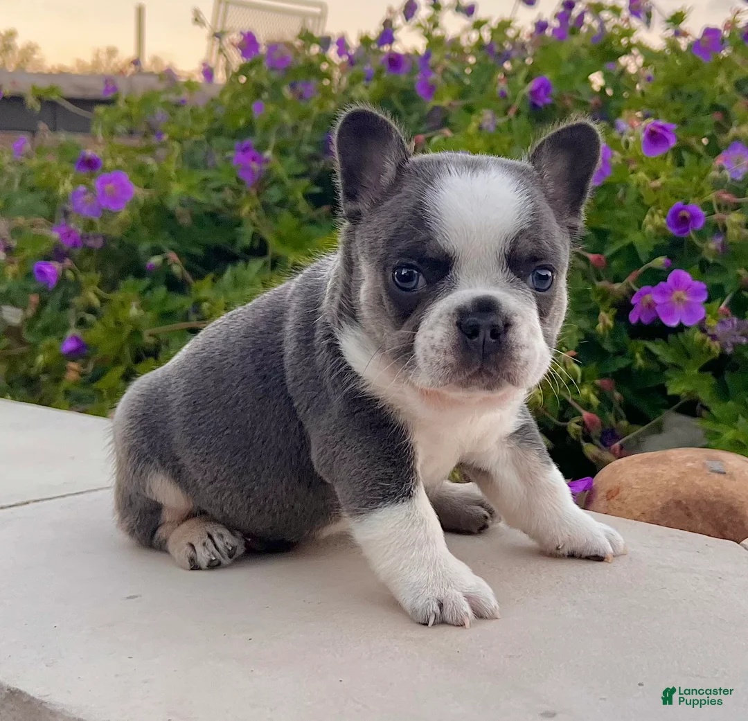 French Bulldog dogs for sale: Dozer - Ad 1