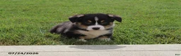 Welsh Corgi Pembroke dogs for sale: Charlie - Ad 3