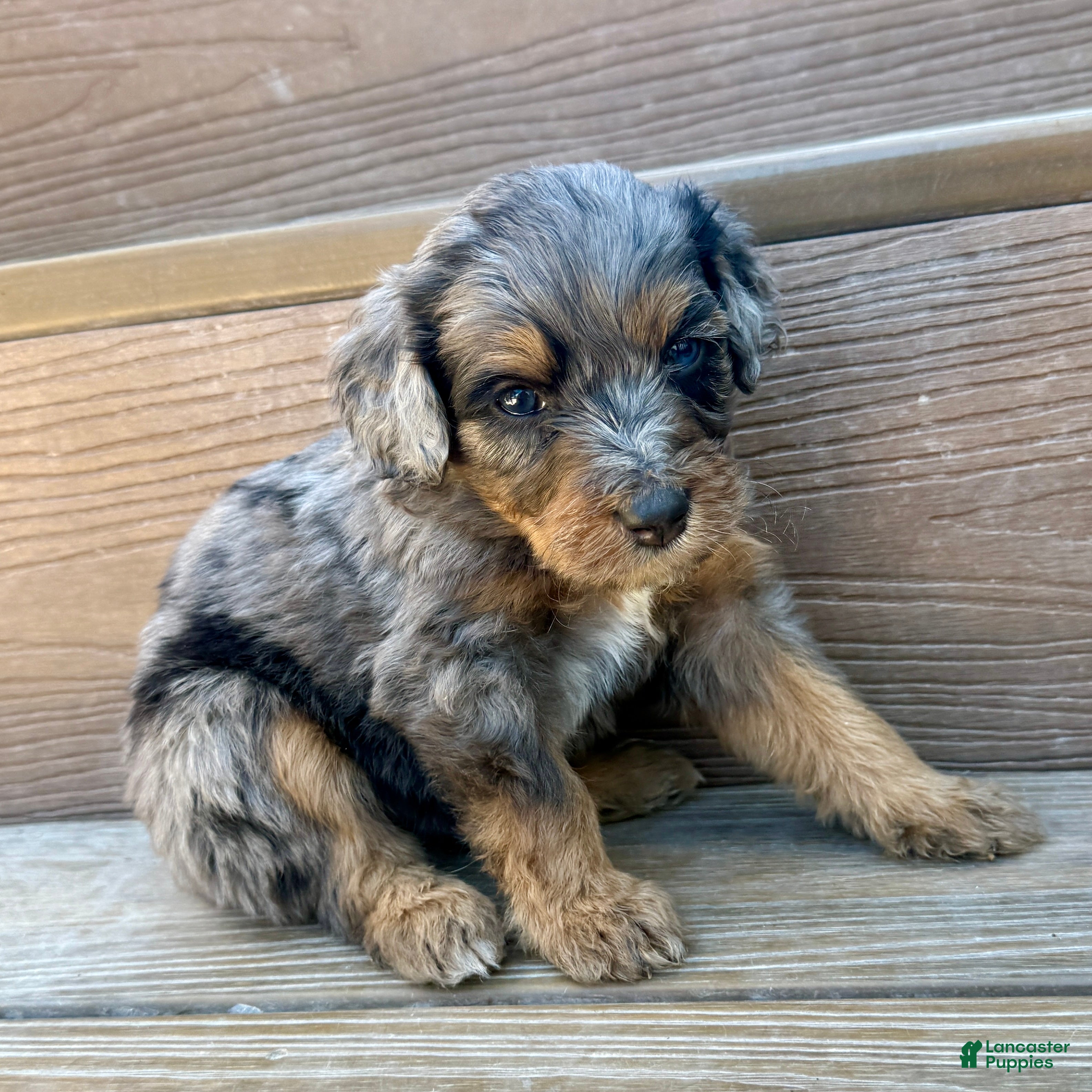 Bernedoodle dogs Freddie - Ad 1