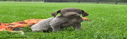 German Shorthaired Pointer dogs for sale: Ship - Ad 3