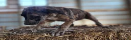 Catahoula Leopard Dog dogs for sale: Duchess 2026 Female 1 - Ad 21