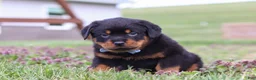 Rottweiler dogs for sale: Roscoe - Ad 6