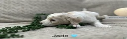 Goldendoodle dogs for sale: Jade 🩵 - Ad 17